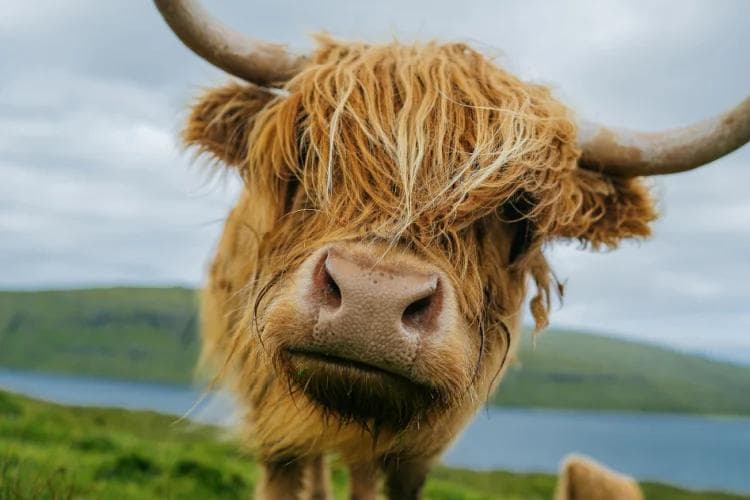 Where to See Highland Cows in Scotland